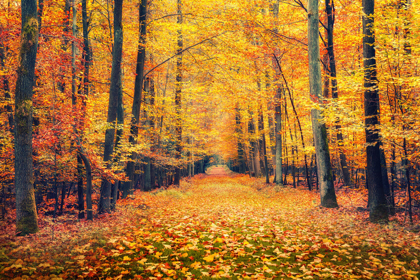 Toile de Fond de Paysage de Feuilles D'érable de Forêt d'Automne M7-86