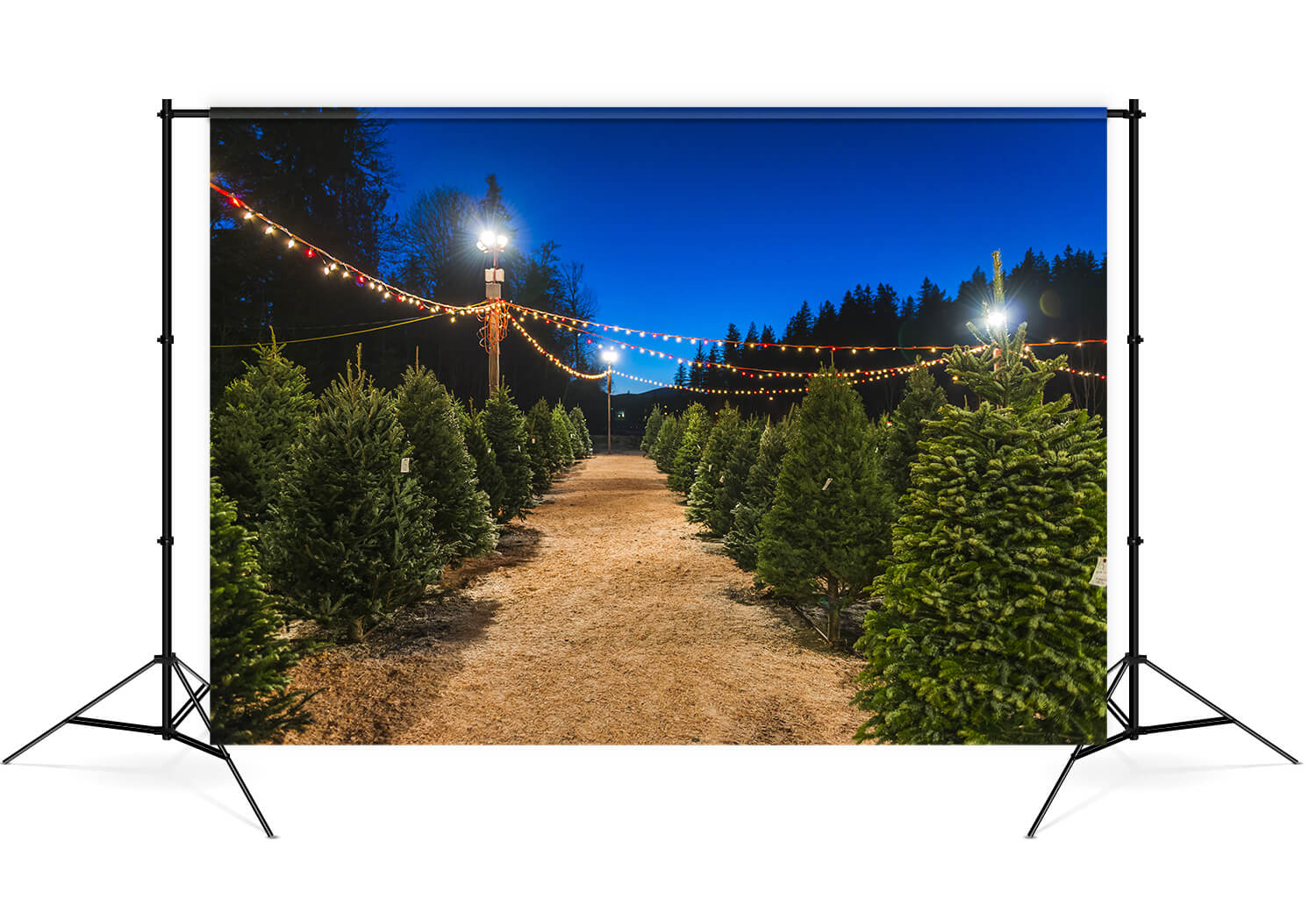 Toile de Fond pour Photo de Sapins de Noël M8-21