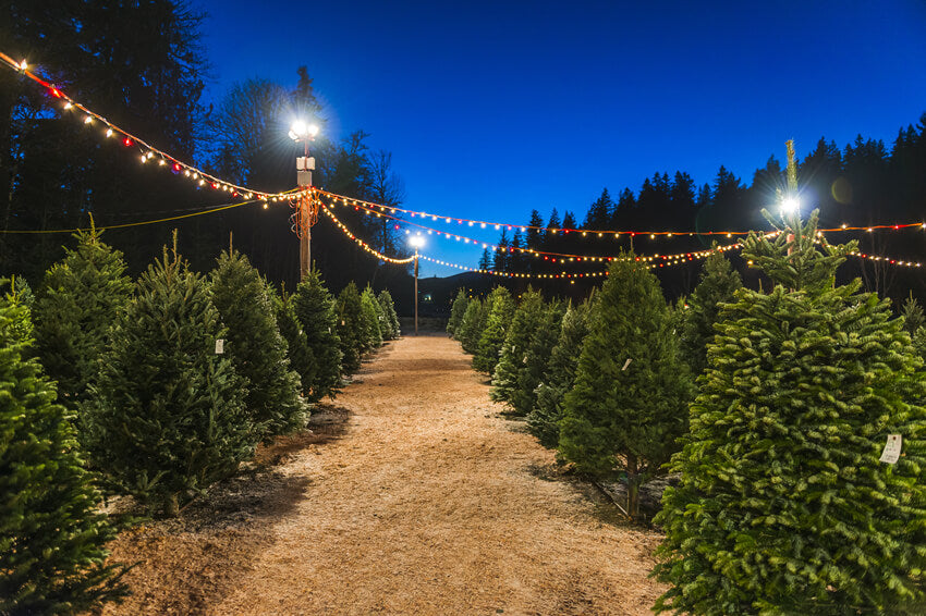 Toile de Fond pour Photo de Sapins de Noël M8-21