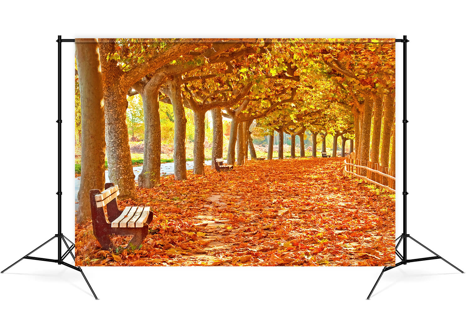 Toile de Fond Feuilles d'Erable d'Automne Chemin  pour photo M8-29