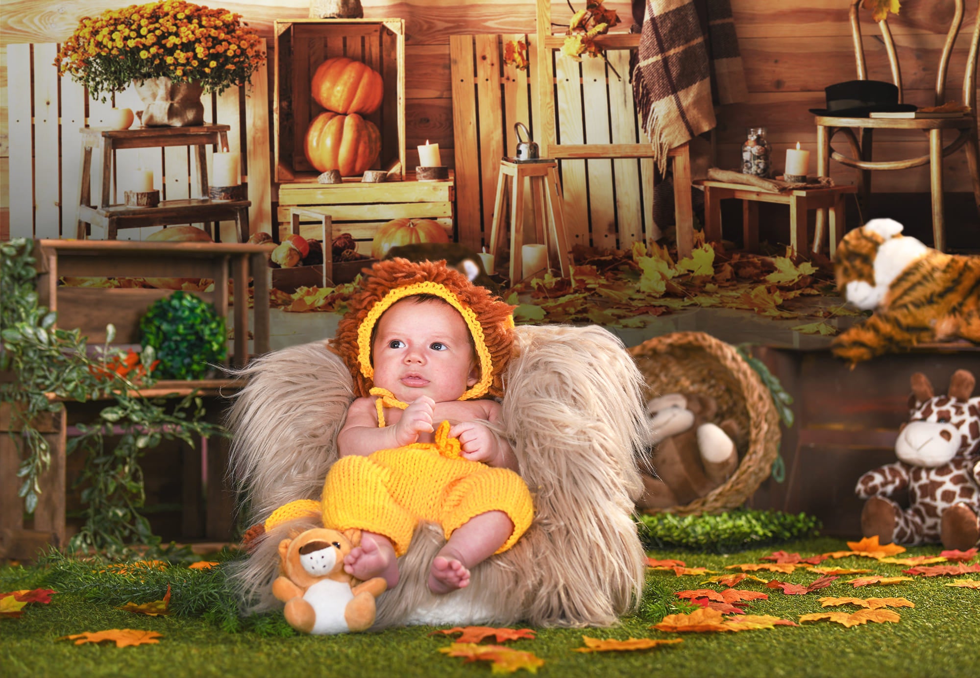 Toile de Fond Moisson d'Automne Citrouilles  pour Photo M8-32
