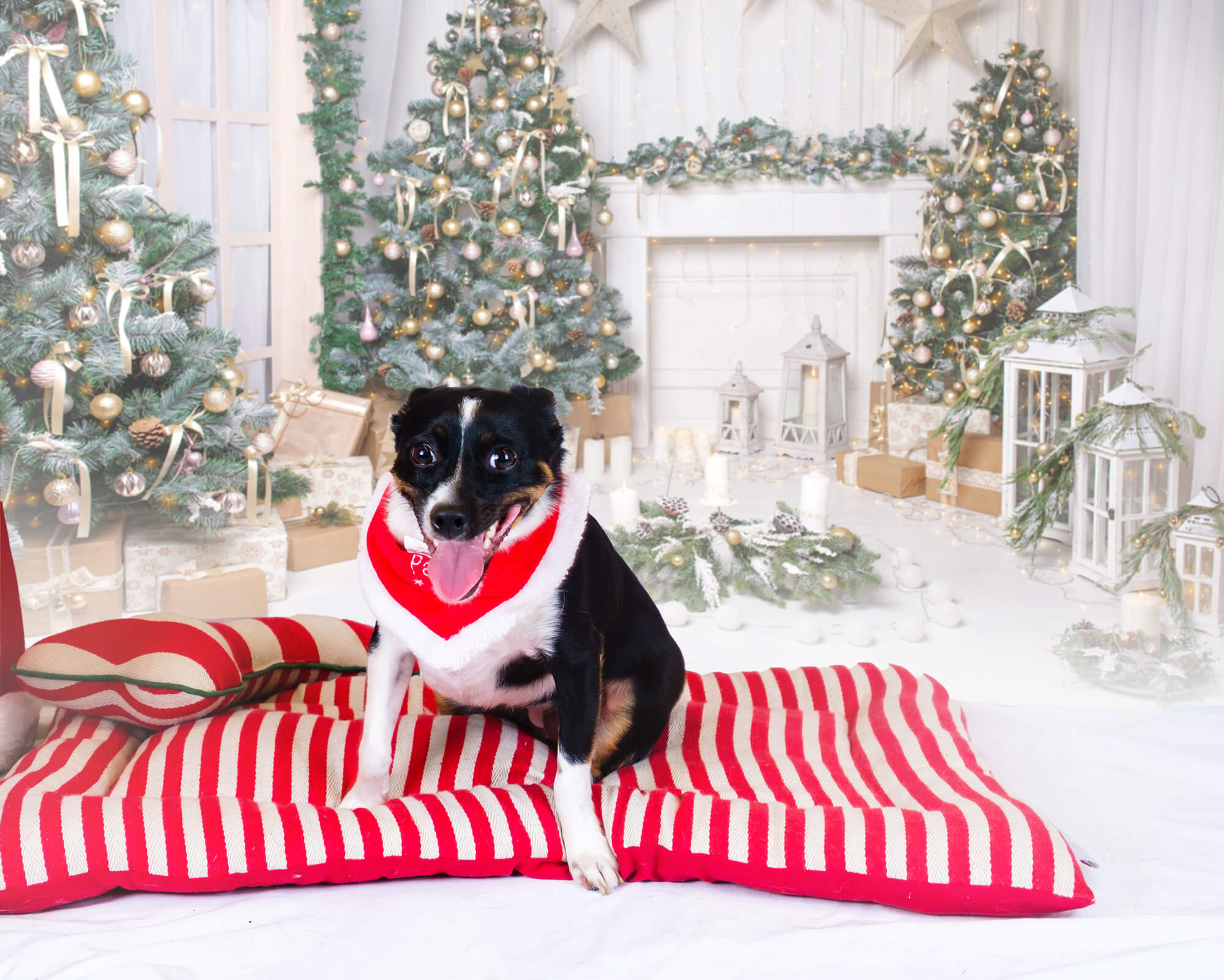 Toile de fond pour Décoration sur la Fête de Noël M8-71