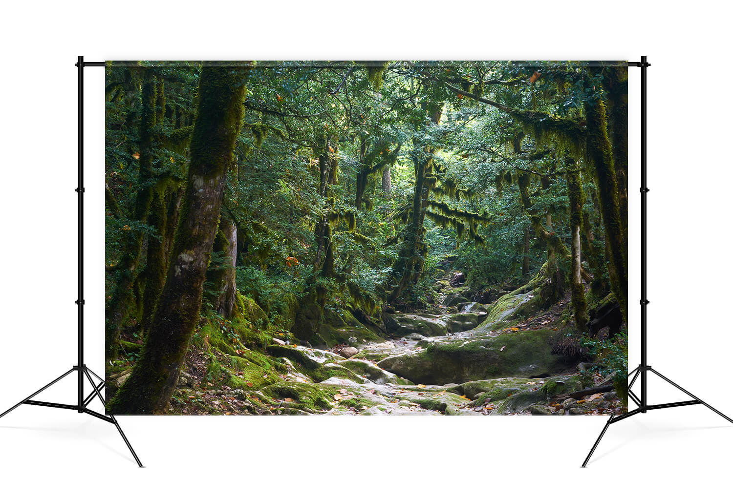 Toile de Fond Mystérieux Sentier Jungle Photographie M9-57