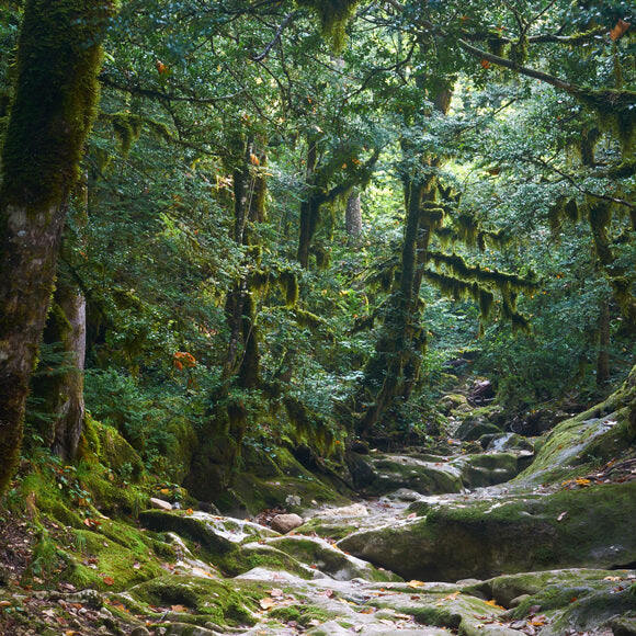 Toile de Fond Mystérieux Sentier Jungle Photographie M9-57