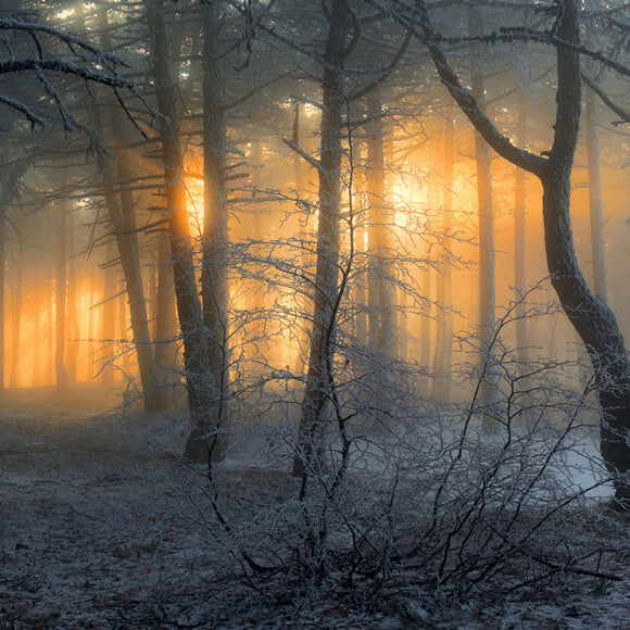 Toile de Fond Hiver Forêt Enneigée Aube Soleil Ombre M9-60