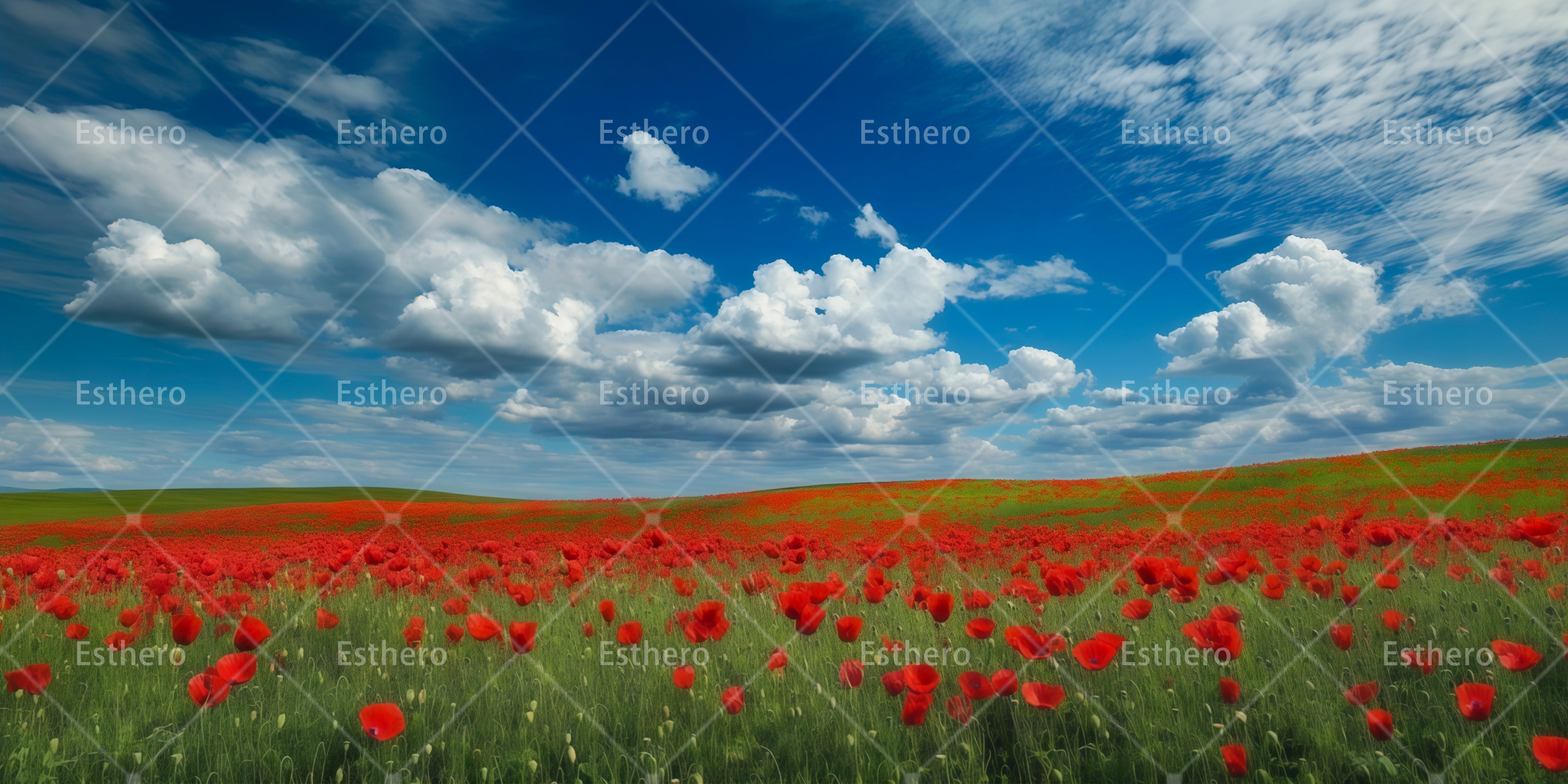 Décor panoramique de champ de coquelicots pour théâtre RR65-T100