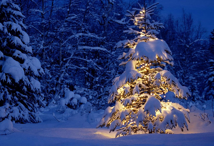 Toile de fond de photographie d'hiver sapin enneigé D977