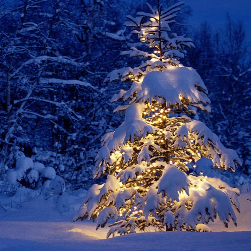 Toile de fond de photographie d'hiver sapin enneigé D977