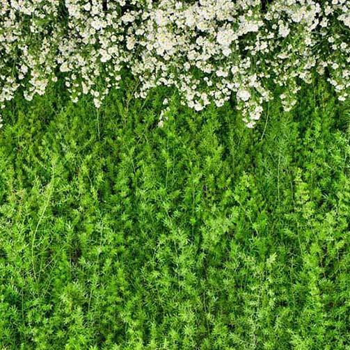 Toile de fond de Feuilles vertes fleur mur   G-186